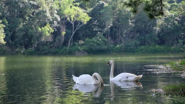 Slow motion of two white swans swimming in the lake