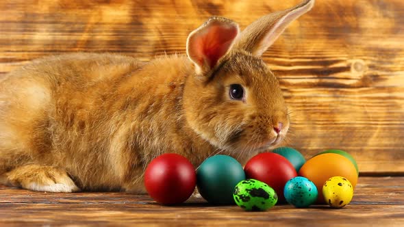 a Small Fluffy Brown Easter Bunny with Painted Colorful Easter Eggs Sits on a Brown Background