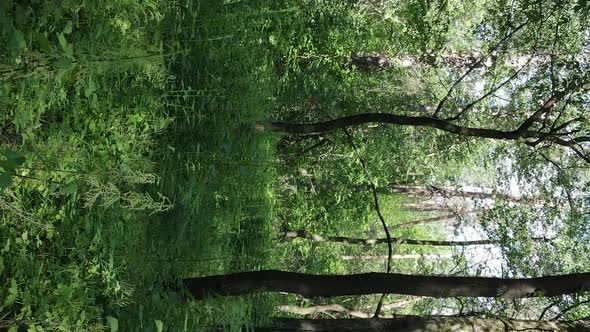 Vertical Video Aerial View Inside a Green Forest with Trees in Summer