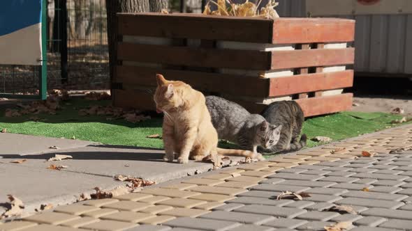 Lot of Homeless Cats are Sitting Together in a Public Park in Nature Slow Motion