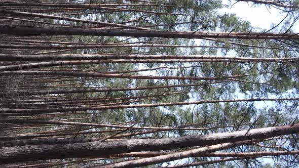 Vertical Video of Trees in a Pine Forest Slow Motion