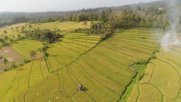 Tropical Landscape with Agricultural Land in Indonesia