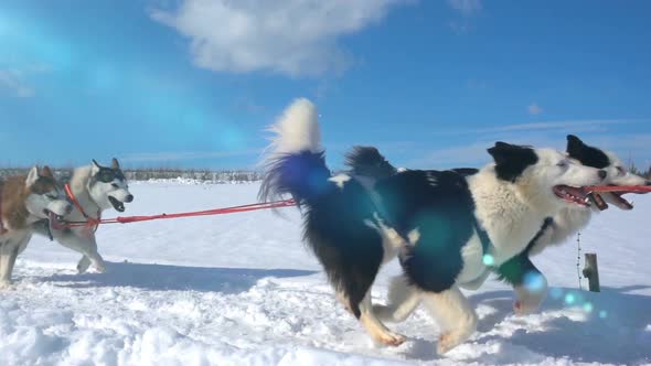 Dogs Harnessed By Dogs Breed Husky Pull Sled with People, Slow Motion, Video Loop