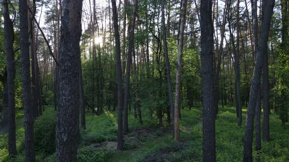 Wild Forest Landscape on a Summer Day