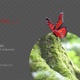 Monarch Red 1 - VideoHive Item for Sale