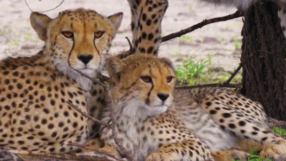 Portrait of Cheetah mother and cubs lying down and relaxing. African wildlife