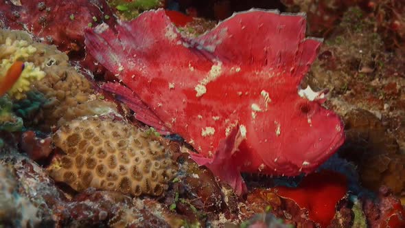 Pink Leaf scorpionfish swimming over the coral reef.