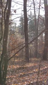 Vertical Video of a Forest with Trees During the Day