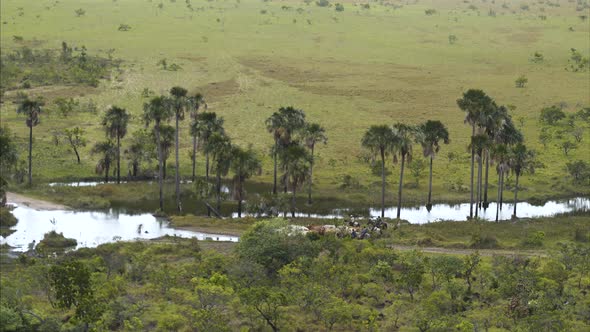 Cattle River Crossing