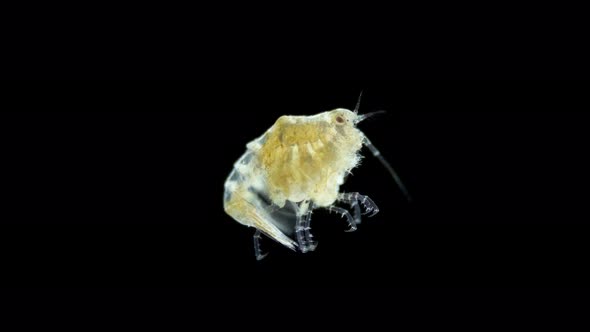 Crustacea Amphipoda under microscope, Superorder Peracarida