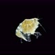 Crustacea Amphipoda under microscope, Superorder Peracarida - VideoHive Item for Sale