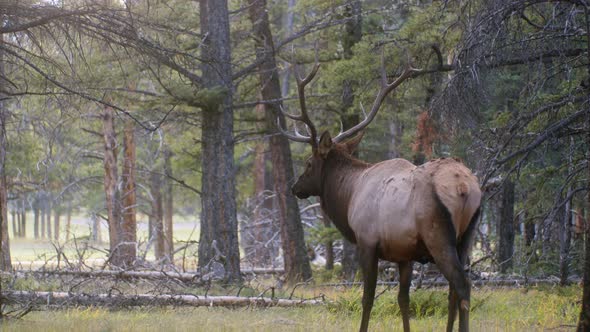 Elk Bull drooling in the forest
