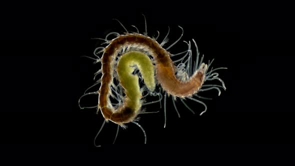 Polychaeta Worm, Syllis Prolifera Under a Microscope, Family Syllidae