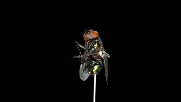 Dead Fly Rotates on a Black Background