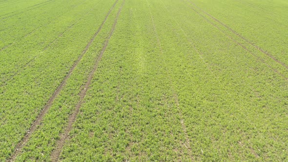 Crop of peas with tractor tire marks 4K drone video