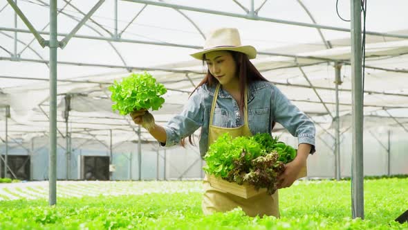 Asian farmer woman holding Wooden box filled with salad vegetables in hydroponic farm system