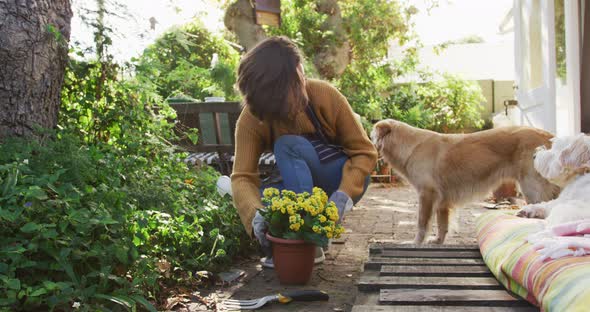 Smiling caucasian woman planting yellow flowers in sunny garden her pet dogs watching her