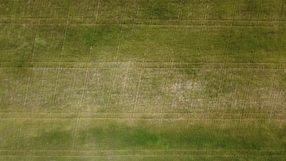 Aerial View on Green Wheat Field in Countryside