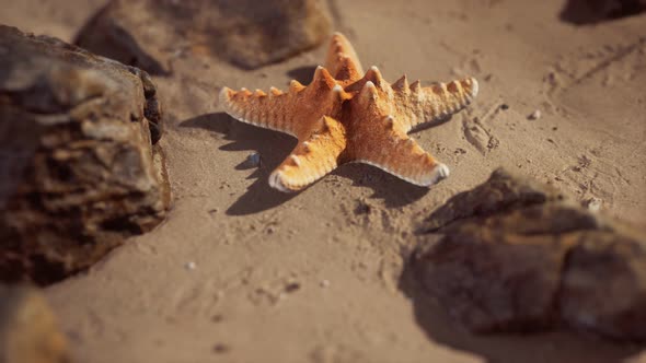 Starfish on Sandy Beach at Sunset