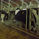 Cows Eating Oats in Barn - VideoHive Item for Sale