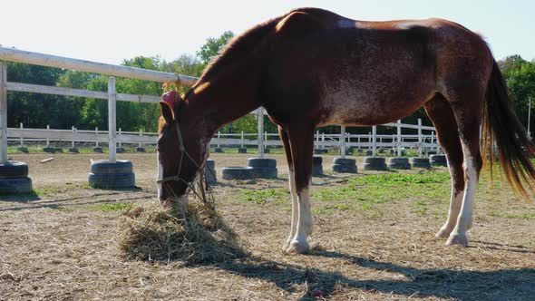 Skewbald Horse Chestnut Eating Hay Forage