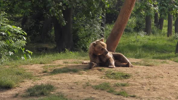 Real Wild Bear In Natural Habitat Among The Trees In The Forest