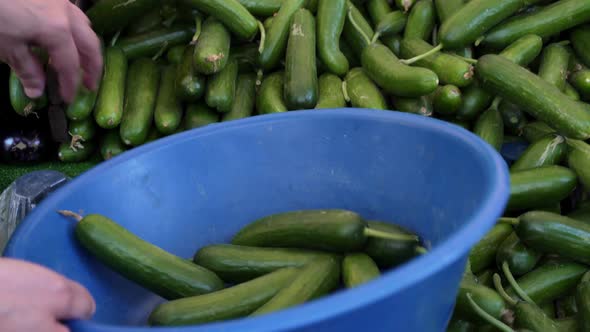 Ripe fresh green cucumbers in cardboard boxes on the shelf of the market. Large long cucumbers in cl