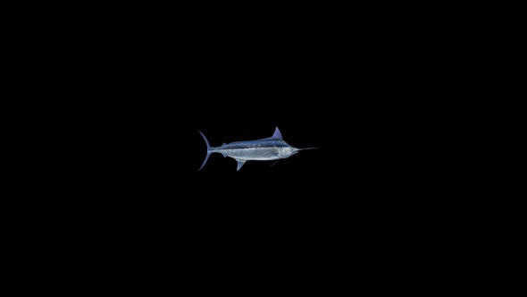 4K Blue Marlin
