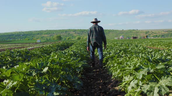 Caucasian Farmer with a Hat on His Head Walking Along the Vegetable Field