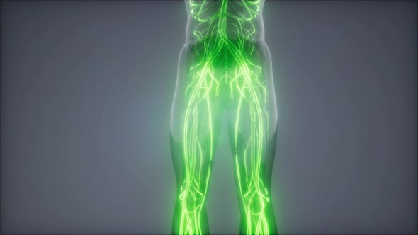 Blood Vessels of Human Body alt