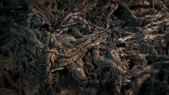 Mass Of Tree Roots Rotating Shot