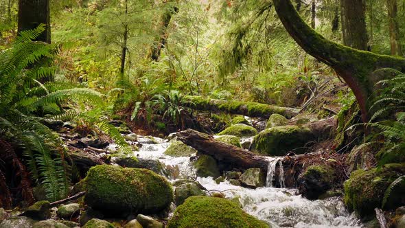 Passing River In Summer Forest