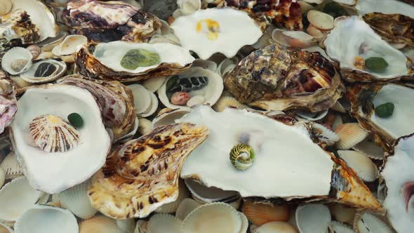 Oyster shells lie underwater on seashells.