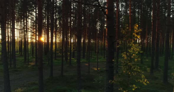 Forest at Sunset Sun Shining Between Pine Trees During Golden Hour