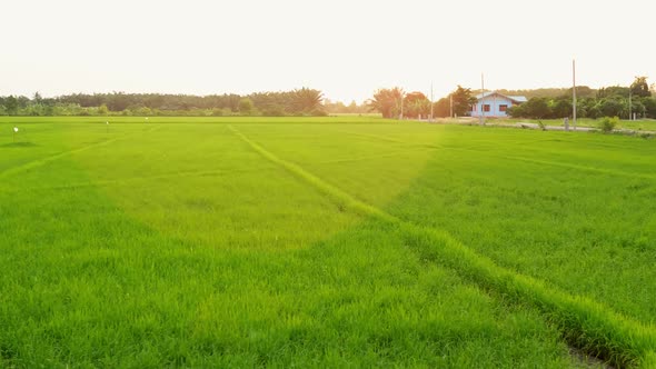 Beautiful rice plants in a gorgeous paddy field on organic farms at sunset time. slow motion.