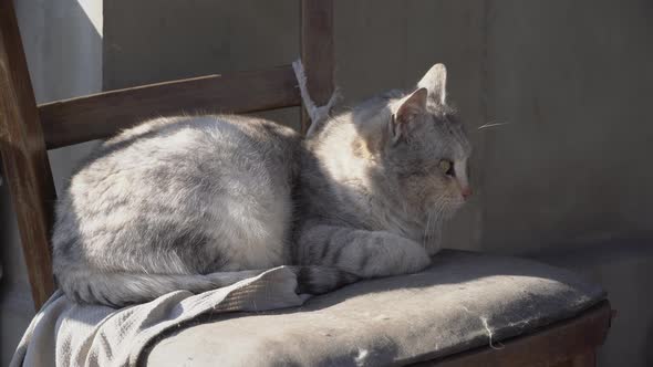 Homeless Gray Cat Lies on a Shabby Chair on the Street