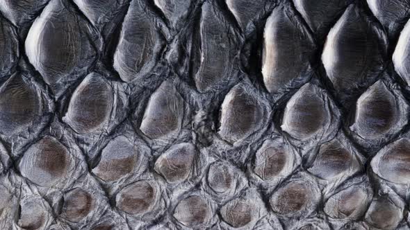 Black Snake Leather Closeup Production of Handmade Accessories Made of Genuine or Artificial Animal