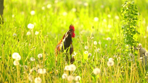 a Rooster Walks on the Grass