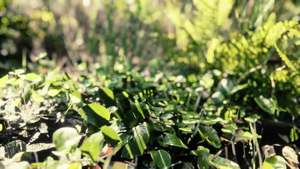 Closeup of a Plants in Tropical Jungle alt