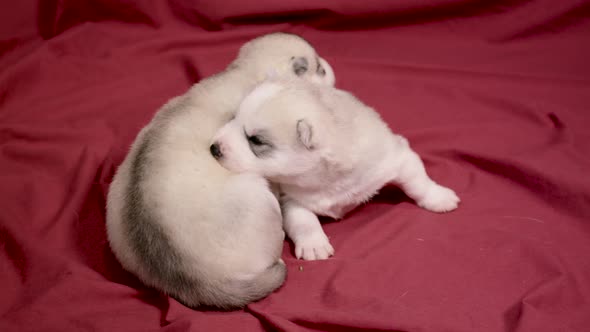 cute newborn Husky puppies huddling for warmth on red blanket