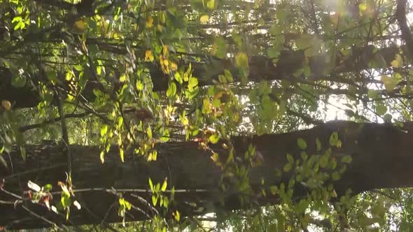 Vertical Video of an Autumn Forest During the Day in Ukraine