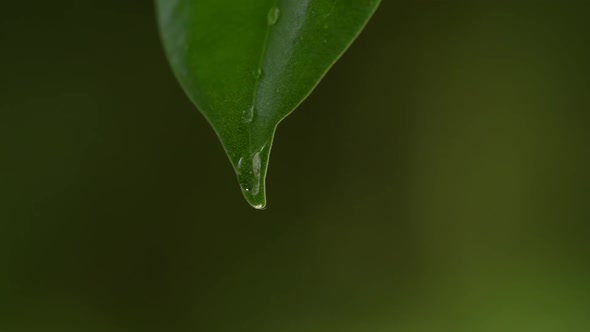 Water Drops on a Leaf