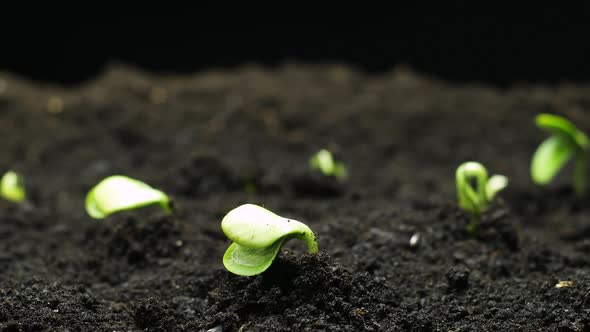 Plant Growing in Timelapse, Sprouts Germination, Green Pumpkin Seeds, Spring and Summer Agriculture