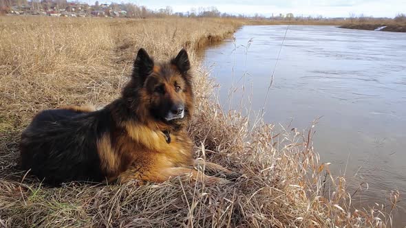 German shepherd dog