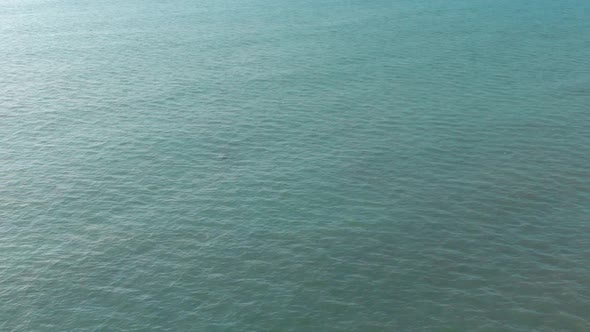 Aerial of Small Whale Breaching