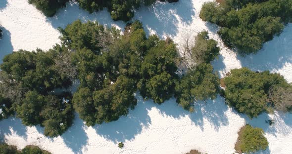 Aerial view of trees in a field covered in winter, Golan Heights, Israel.