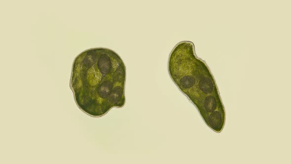 Flatworm Typhloplana Sp. Under a Microscope, the Typhloplanidae Family, Rhabditophora Class, Lives