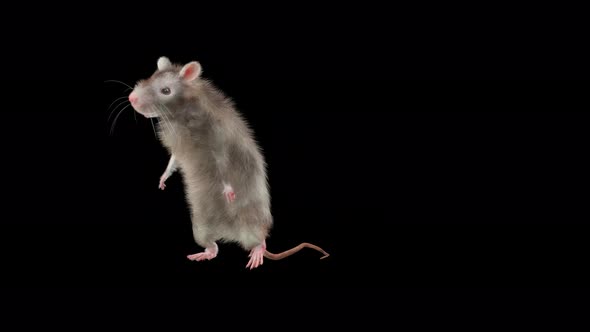 Rat Dancing