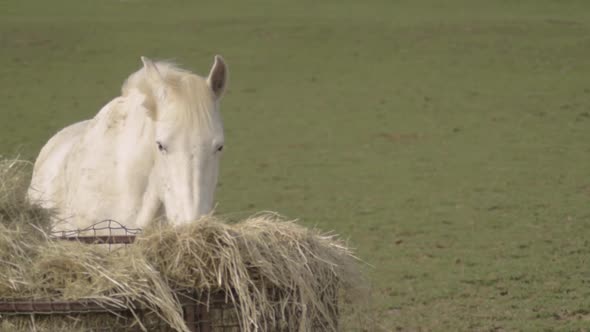 White  horse grazing hay in a field