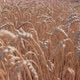 Wheat Field - VideoHive Item for Sale
